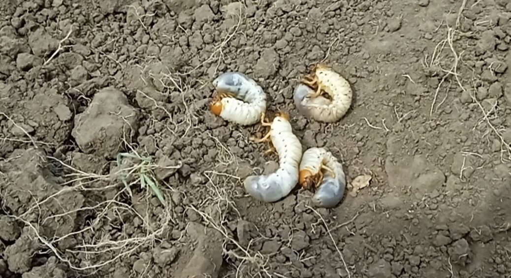 Рецепт розчину з бабусиної книжки – полила грядки 1 раз, і про личинки хруща забула на весь сезон 