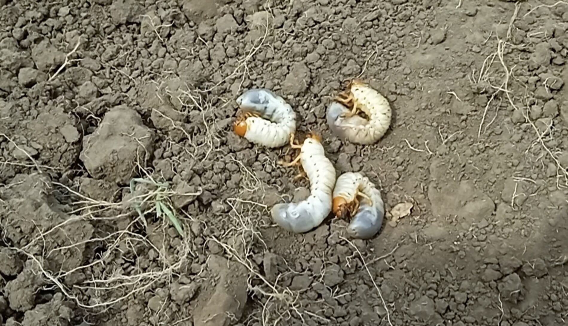 Експерти розповіли про личинки хрущів на городі