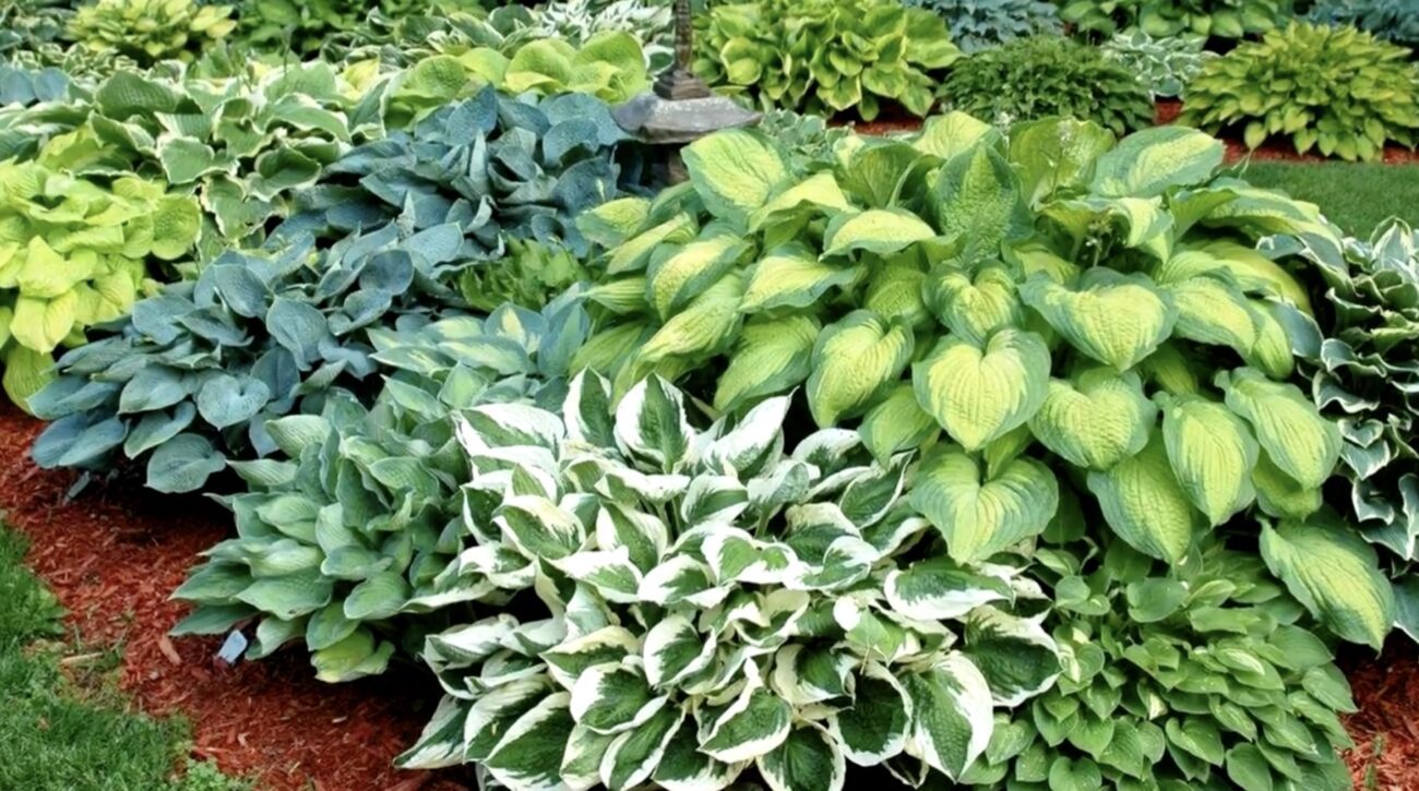 Садівники поділилися секретами догляду за хостами