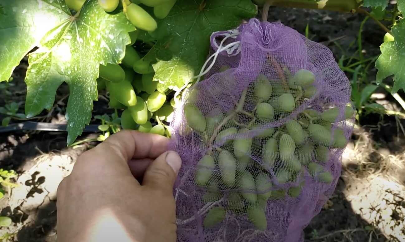 Садівники розповіли, як захистити виноград від ос та птахів