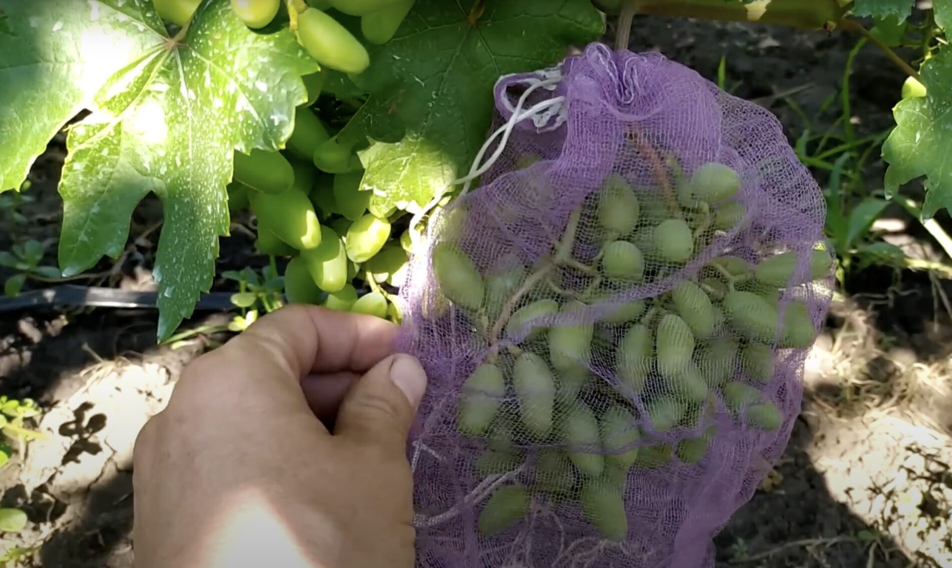Експерти розповіли, як вирішити проблему винограду з дозріванням лози