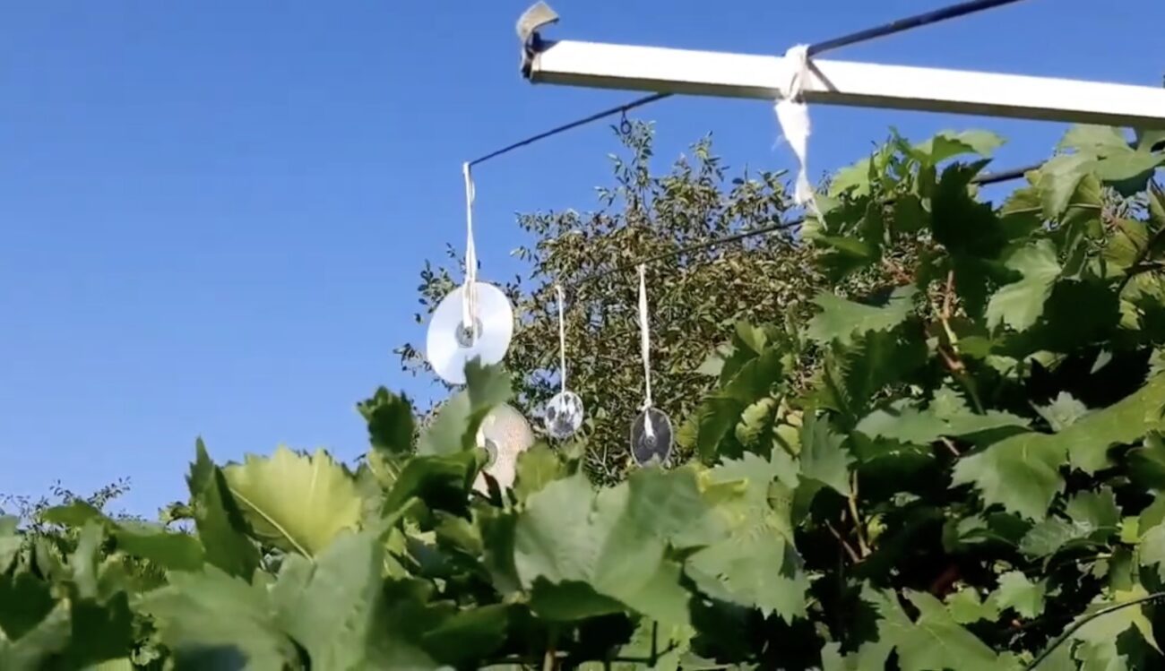 Садівники розповіли, як захистити виноград від ос та птахів