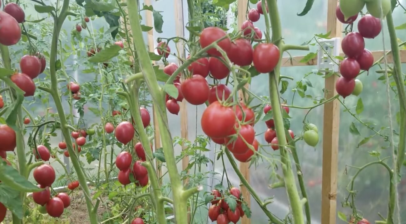 Городники поділилися назвами пізніх сортів томатів, що дають врожай до жовтня