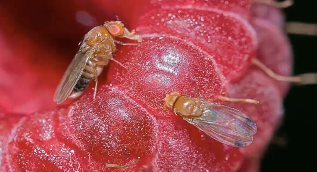 Плодова блішка більше не “кружляє” на кухні: бабусин метод працює на ура – потрібен 1 продукт 