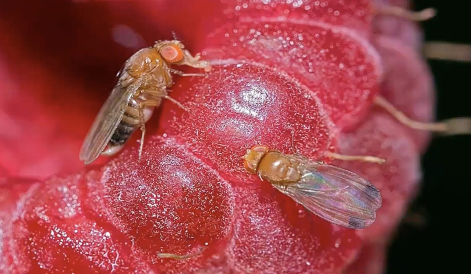 Господині розповіли, як позбутися плодової блішки на кухні