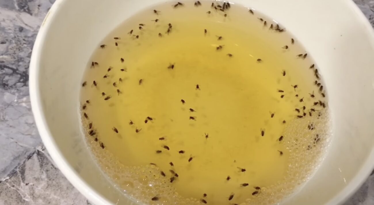 Господині розповіли, як позбутися плодової блішки на кухні