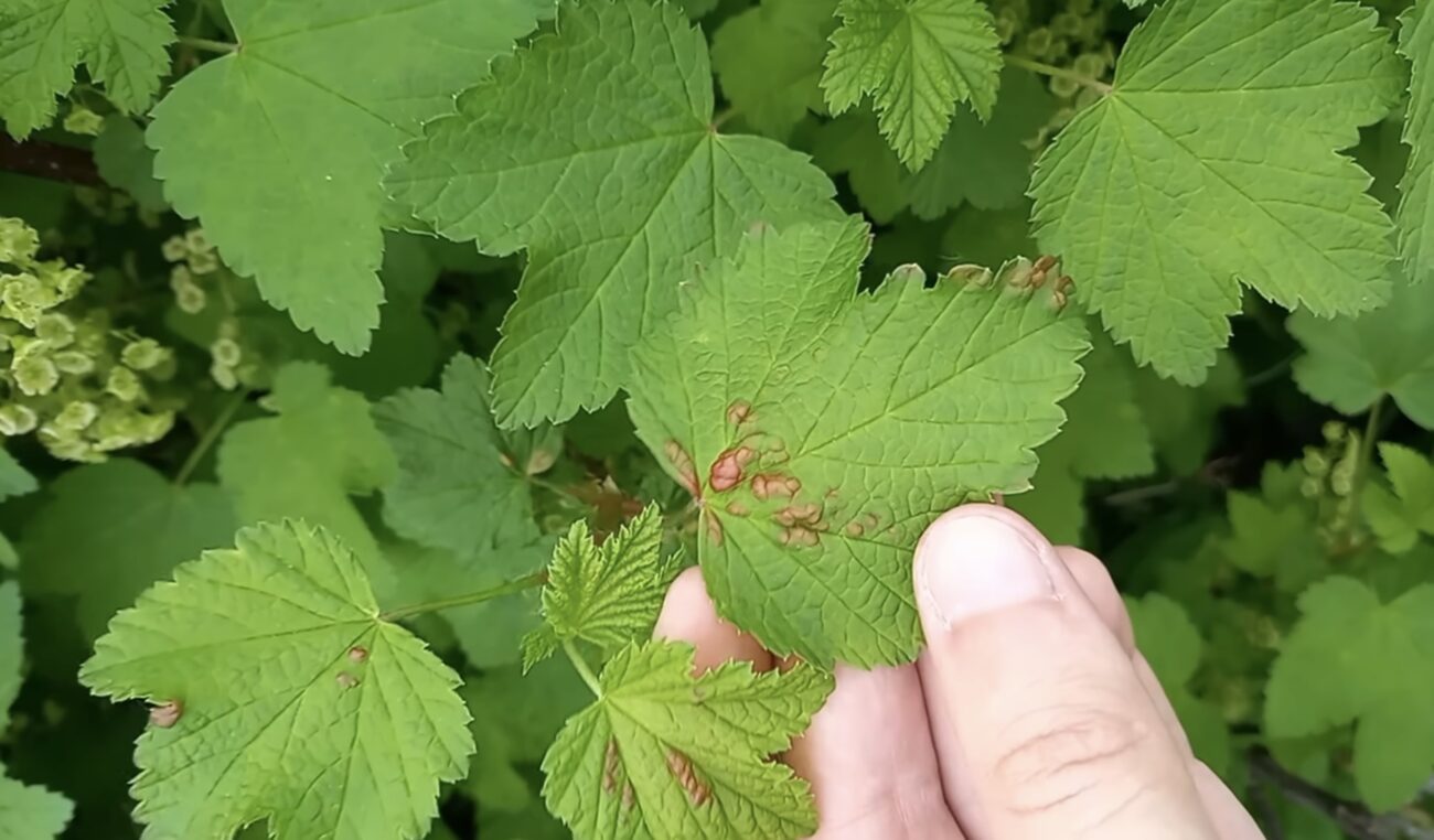 Садівники розповіли, що означають червоні плями на листі смородини