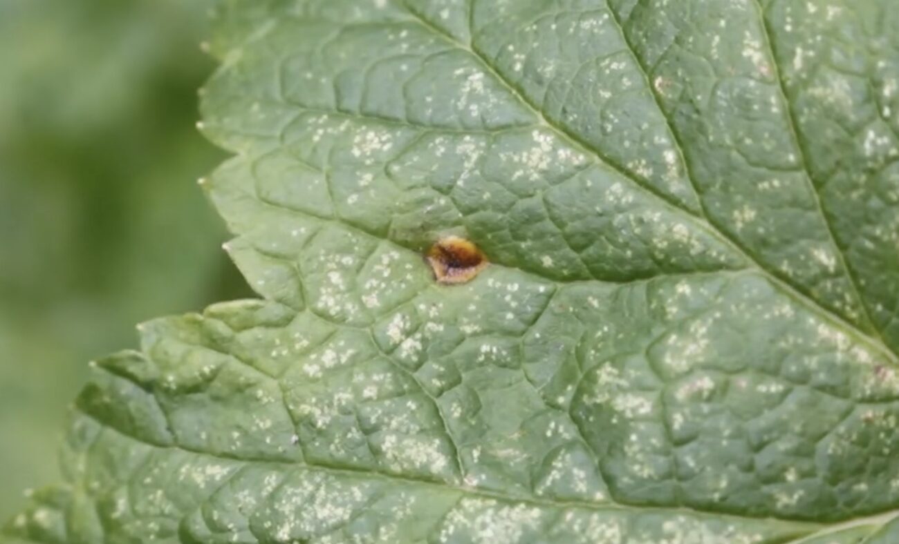 Садівники розповіли, що означають червоні плями на листі смородини