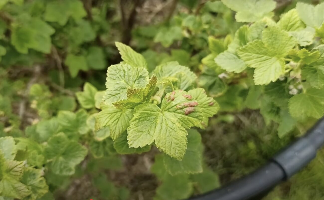 Садівники розповіли, що означають червоні плями на листі смородини