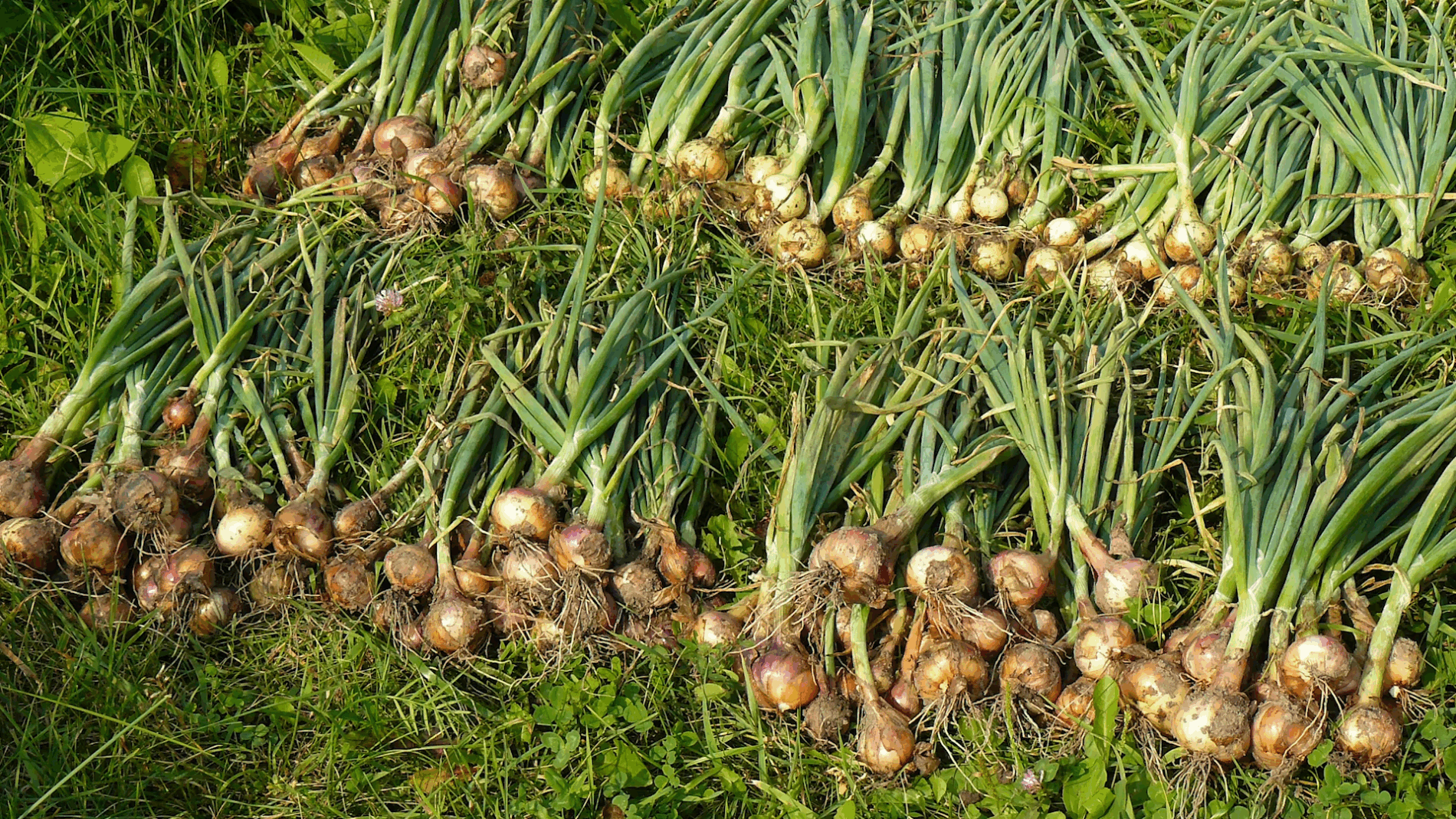 Експерти розповіли про найкращі сорти цибулі-шалоту