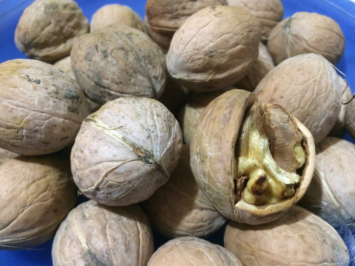 Експерти розповіли, як чистити волоські горіхи за допомогою скляної пляшки швидко й просто