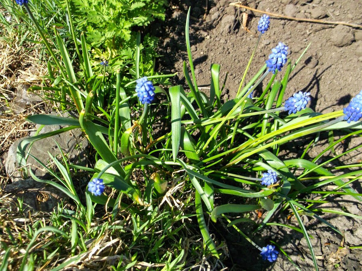 Експерти розповіли, яку цибулеву квітку можна посадити восени, аби вона зацвіла перша навесні