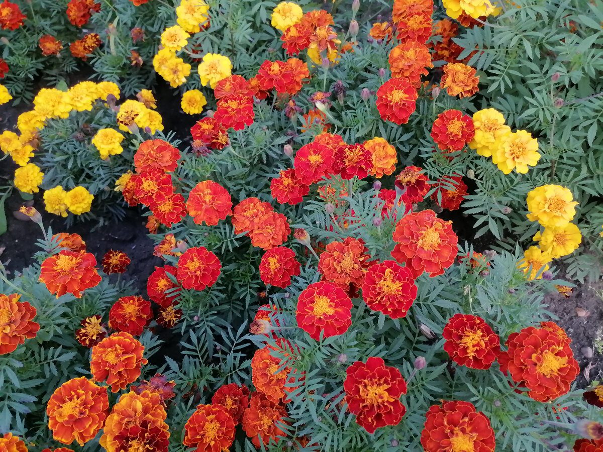 Експерти розповіли, як покращити ріст і розвиток часнику за допомогою чорнобривців