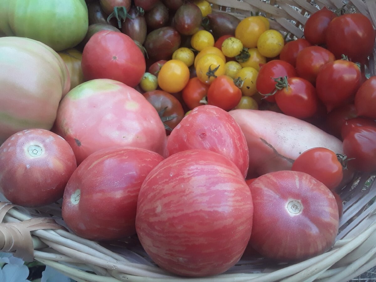 Експерти розповіли, як покращити смак томатів, які виглядають стиглими, але несмачні всередині