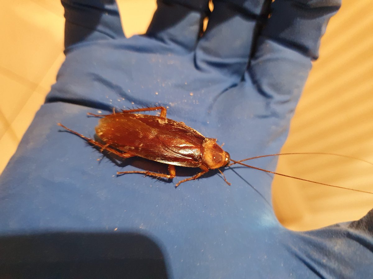 Експерти розповіли, як легко та швидко позбутися тарганів