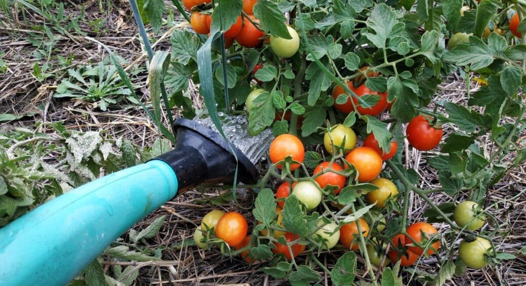 Ніколи й нізащо не поливаю помідори холодною водою: 1 популярна помилка “зкошує” врожай на 5-6 кг 