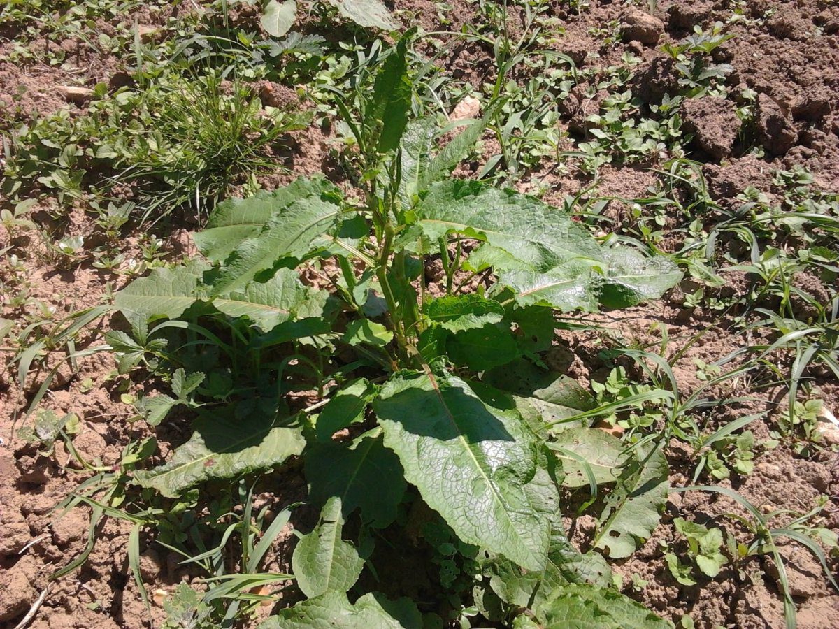 Експерти розповіли, коли краще залишати бур'яни на грядці, а не викорчовувати їх сапкою