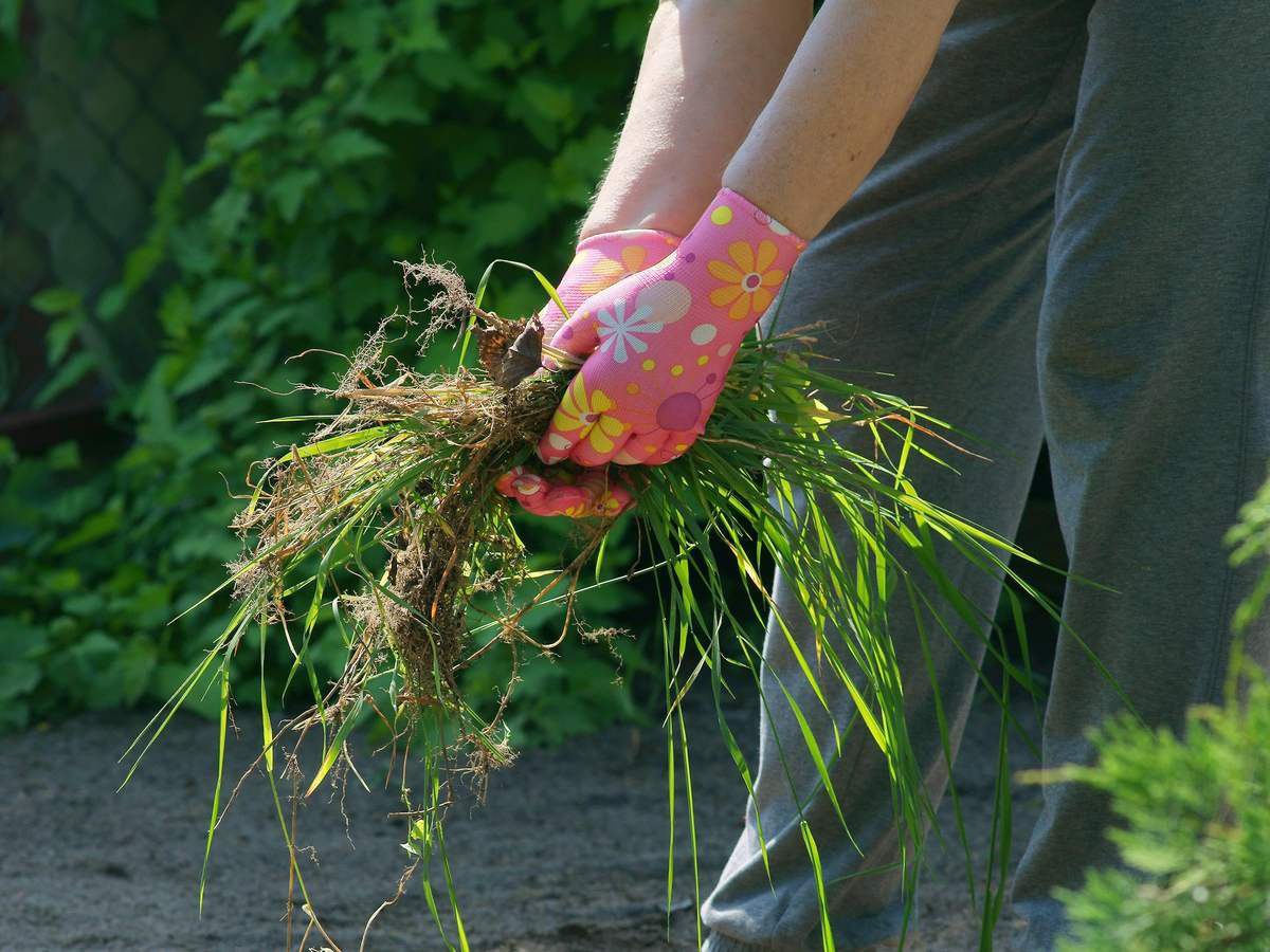 Експерти назвали обов'язкові дії в теплиці, які допоможуть покращити плодоношення рослин