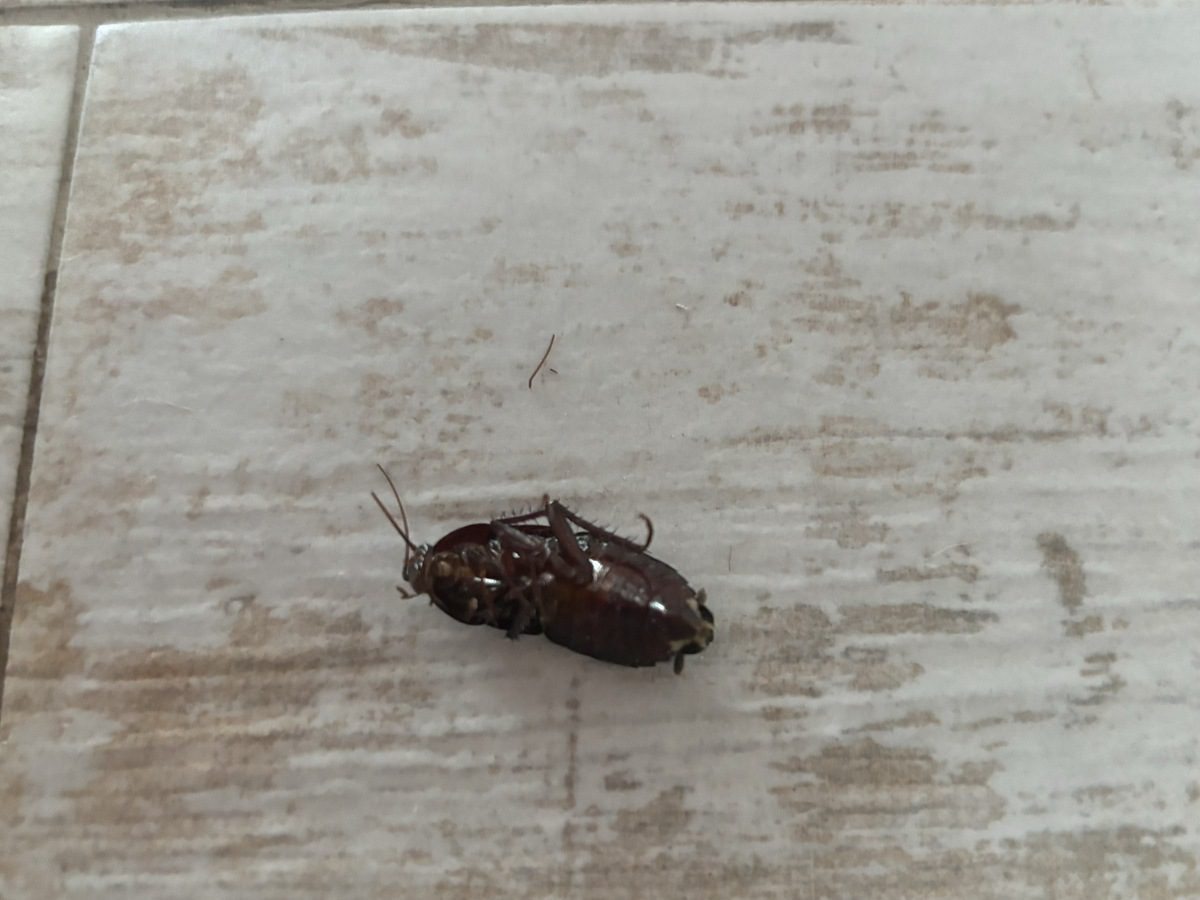 Експерти розповіли, як легко та швидко позбутися тарганів