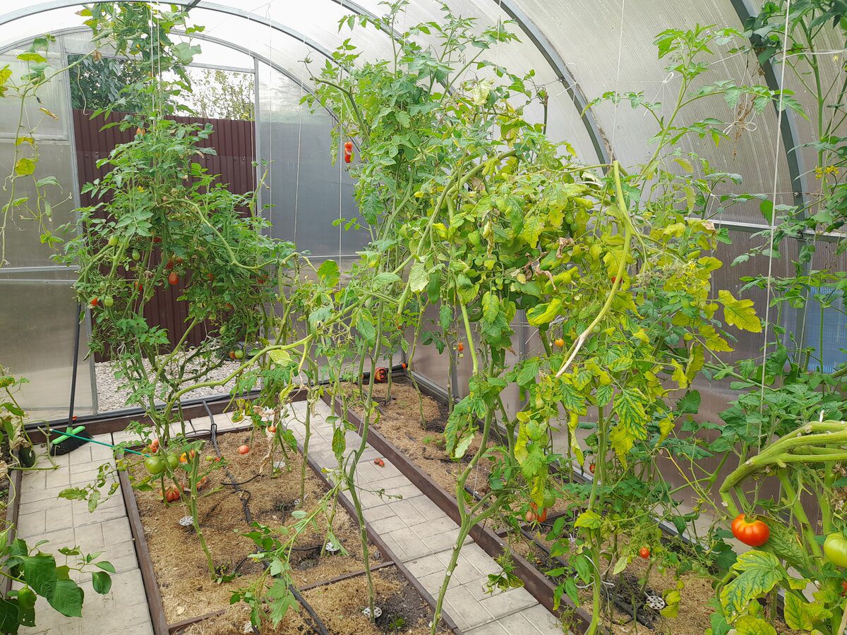 Експерти розповіли, як оновити ґрунт у теплиці для кращої врожайності і довгого плодоношення