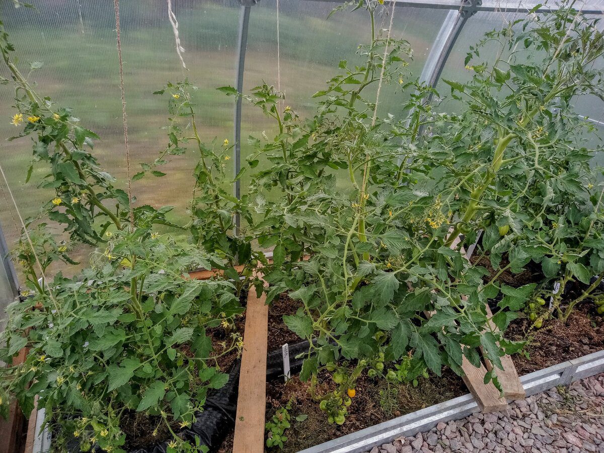 Експерти розповіли, як відновити ґрунт на ділянці після вирощування томатів – корисна порада