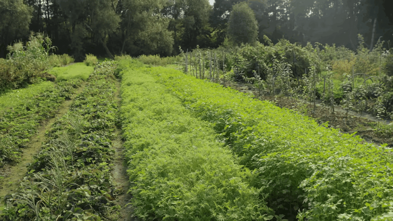 Городники розповіли, навіщо засівати порожні місця між грядками сидератами