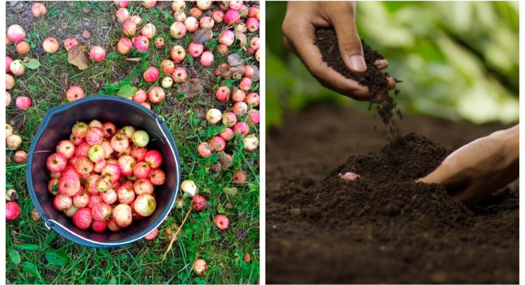 Падалиця – не добриво: сусідка залишила на землі, а я зібрала – тепер вона вже 2-й місяць плаче, а я сміюся 