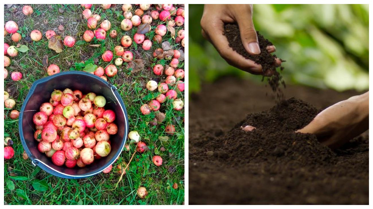 Садівники пояснили, як вчинити з падалицею яблук