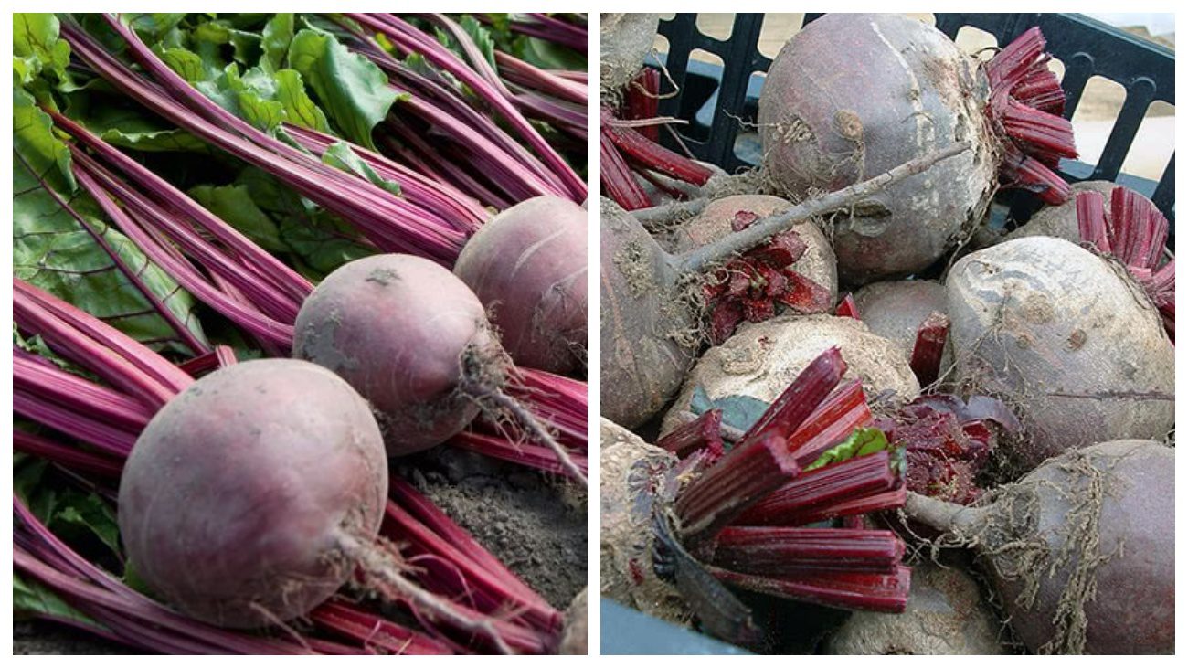 Городники розповіли, яка проста дія покращить лежкість буряків 
