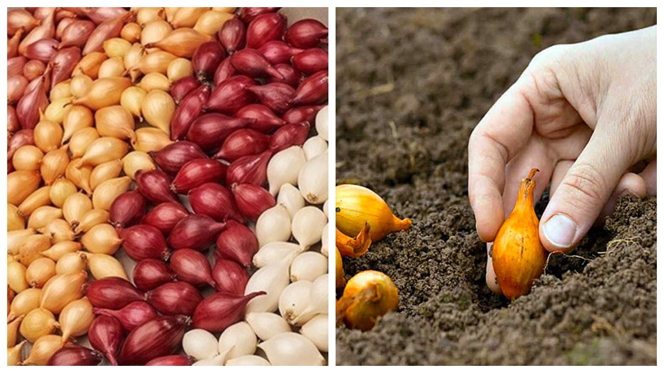 Городники розповіли, як покращити кількість врожаю цибулі 