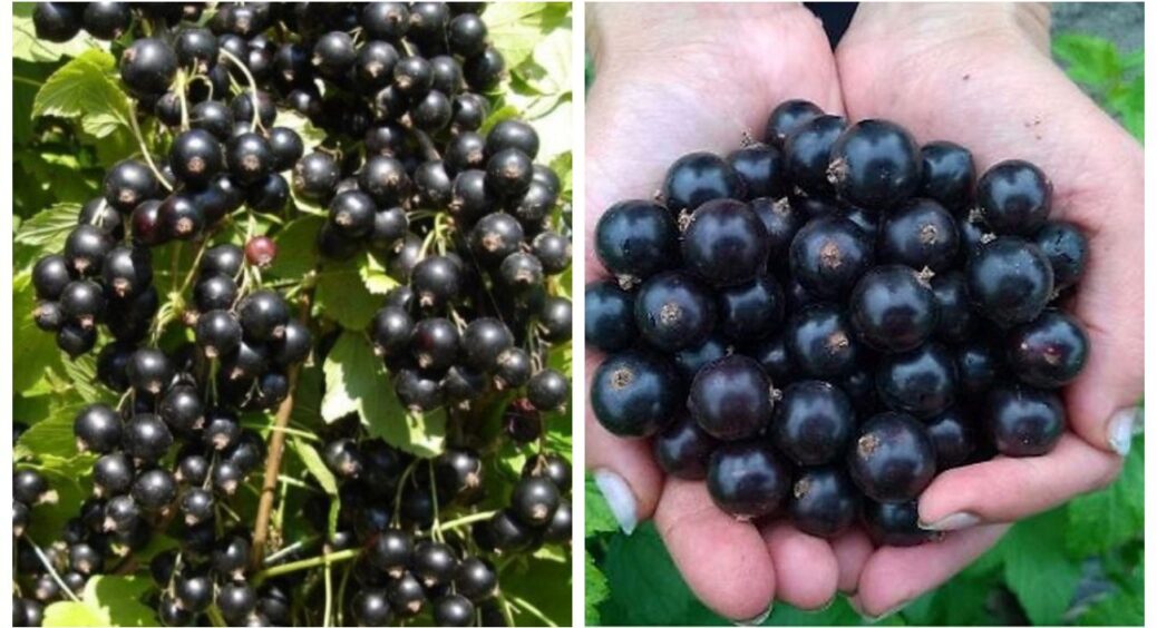 Сухими окрайцями і голубів годую, і смородину – ягоди будуть розміром з виноград: 1 перевірений “трюк” 