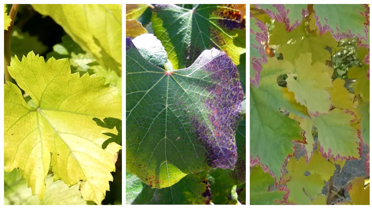 Садівники розповіли про ознаки дефіциту живлення винограду