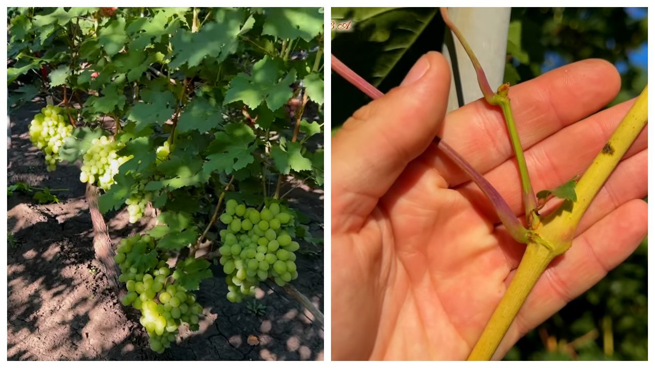 Виноградарі розповіли про особливості осінньої обрізки лози