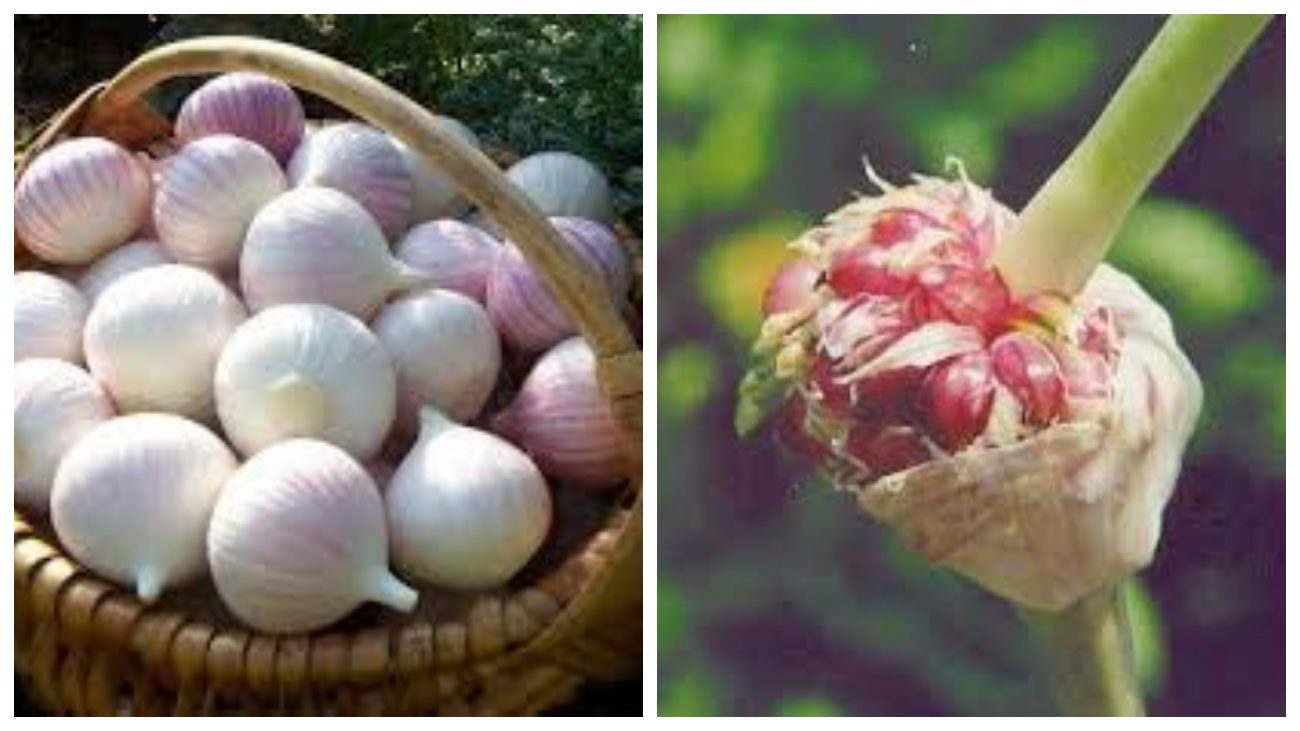 Городники розповіли, як не помилитися з посадковим матеріалом часнику