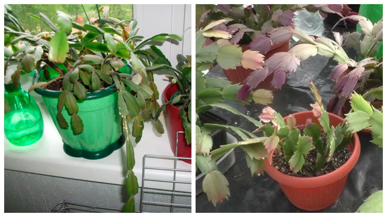 Квітникарі розповіли, як доглядати за декабристом у вересні