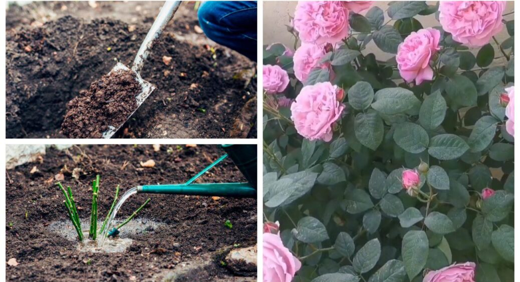 Дідусь дав робочу “схему”: у березні трояндам – 3 кг під кущ, і пишне цвітіння забезпечено 