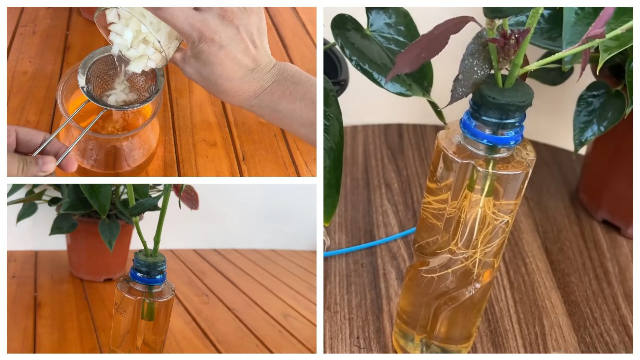 Квітникарі поділились цікавим способом укорінити троянди