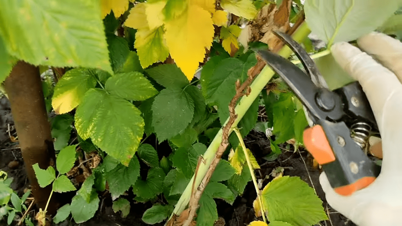 Городники розповіли, як підготувати малину до зимування 