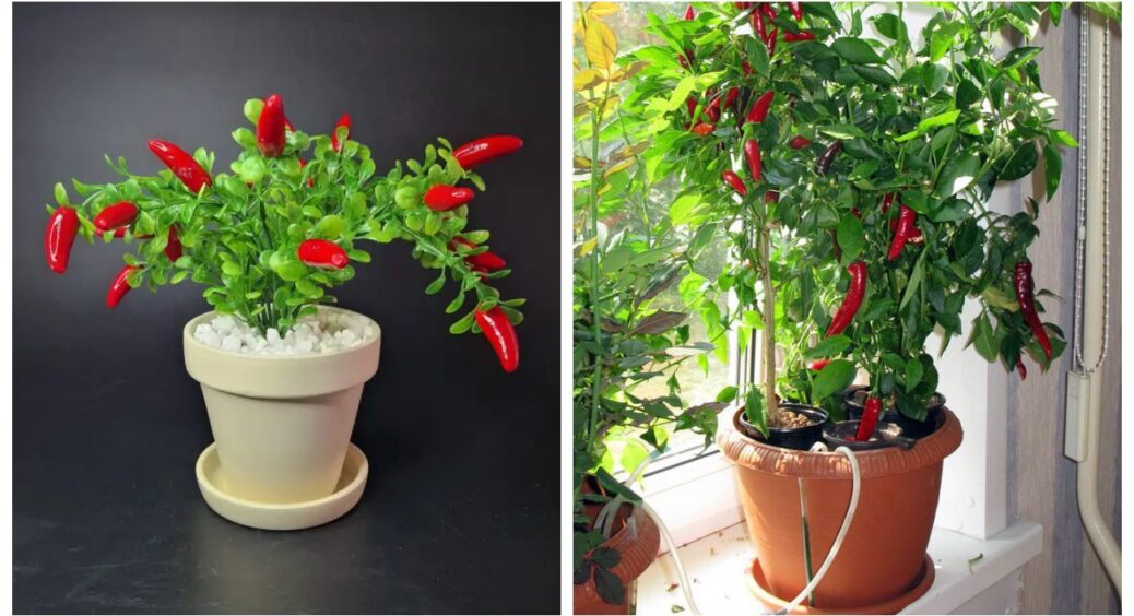 Вирощую на балконі перець: всі дивуються, як він не мерзне, а я просто даю йому цей 1 розчин 