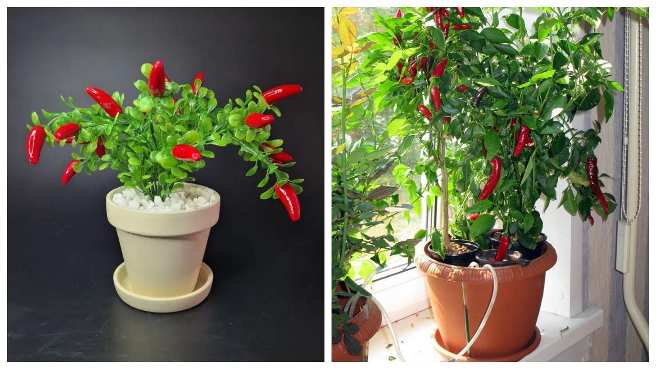 Городники розповіли, як виростити перець чилі у горщику