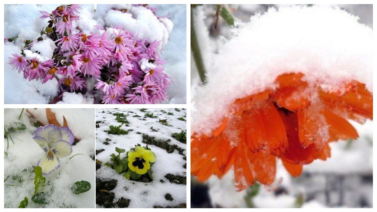 Садівники назвали квіти, які цвітуть до заморозків