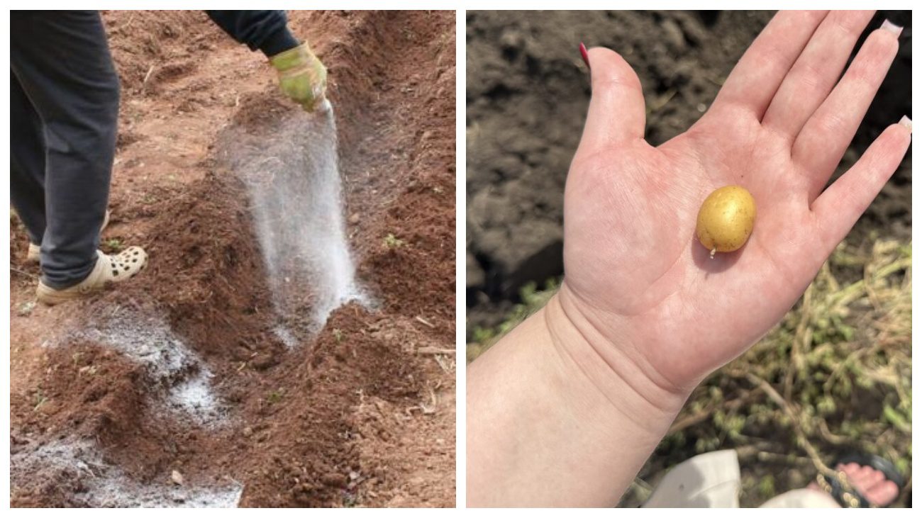Городники розповіли, як восени обробити ґрунт, щоб збільшити врожайність картоплі  