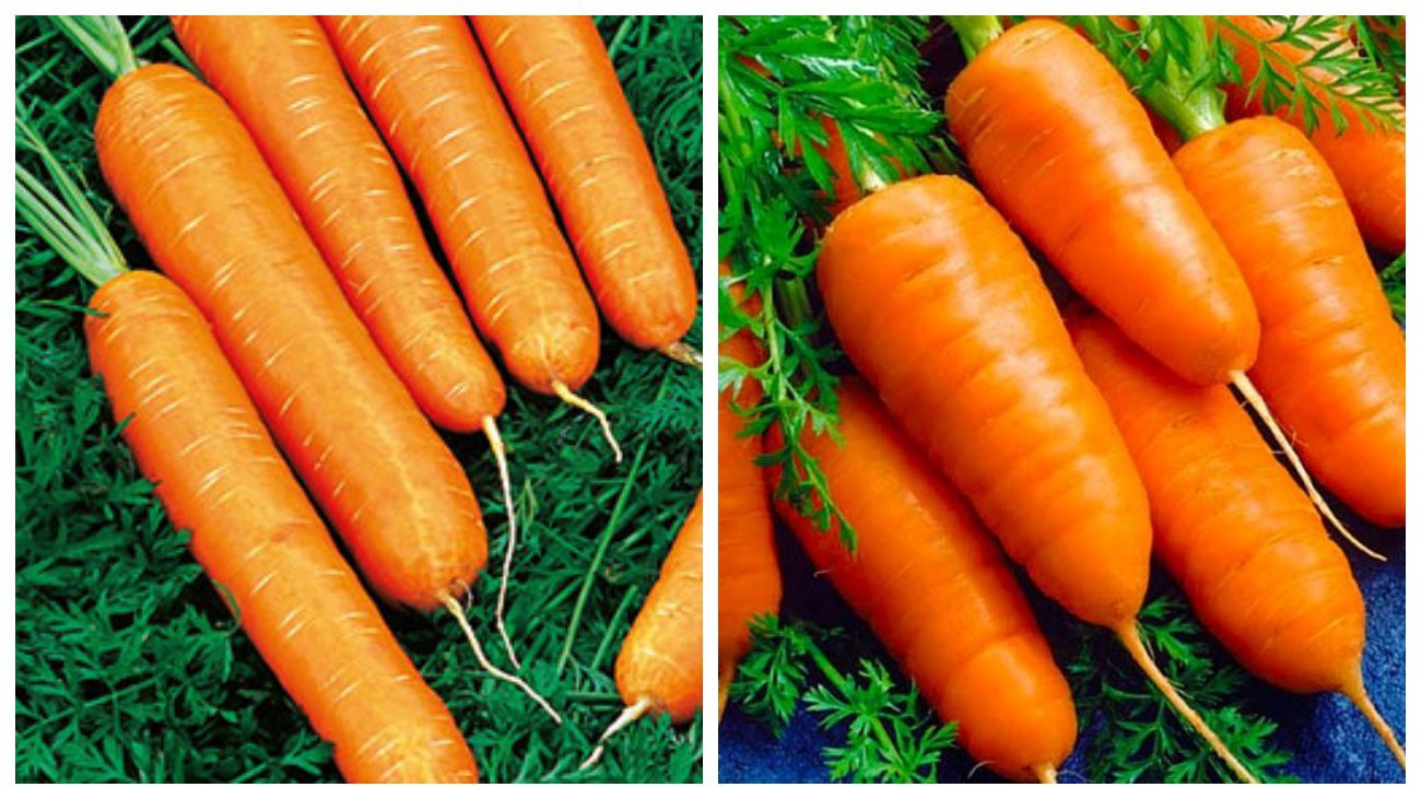 Експерти розповіли, як обрізати моркву перед зберіганням