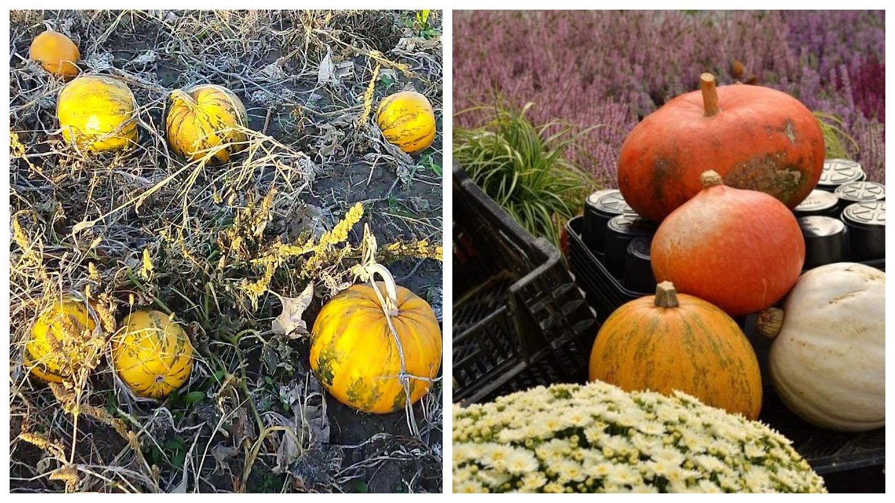 Городники назвали головні ознаки того, що гарбузи достигли