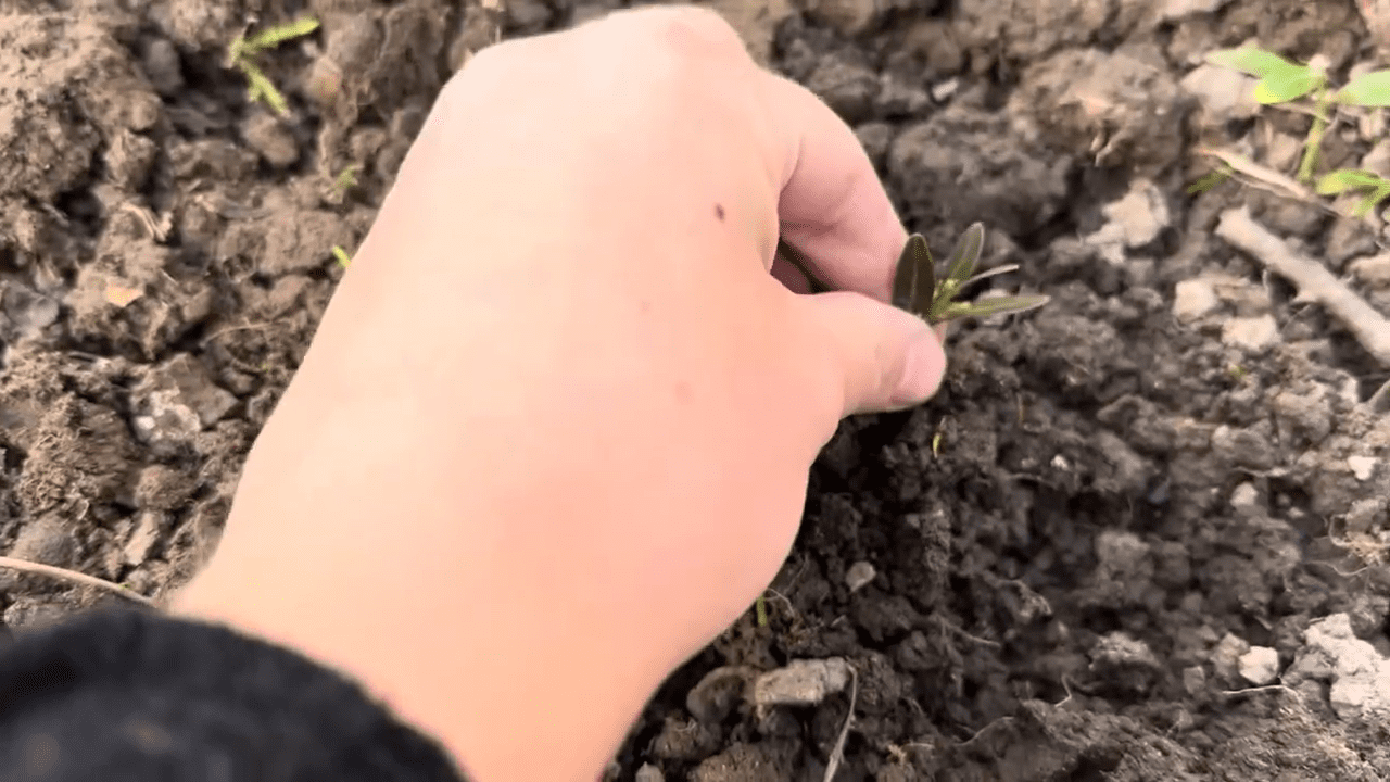 Садівники розповіли, як правильно розмножити самшит