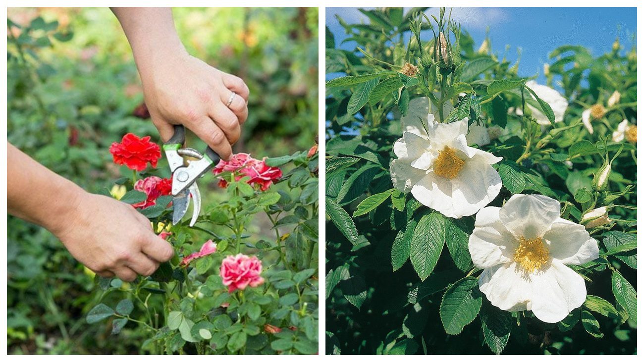 Квітникарі розповіли про ознаки того, що троянда здичавіла