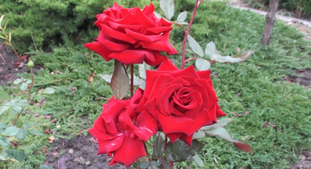 Обприскую троянди 2 рази на місяць – і вони зимують без укриття: весною сходять без чорних плям – глянцеві 