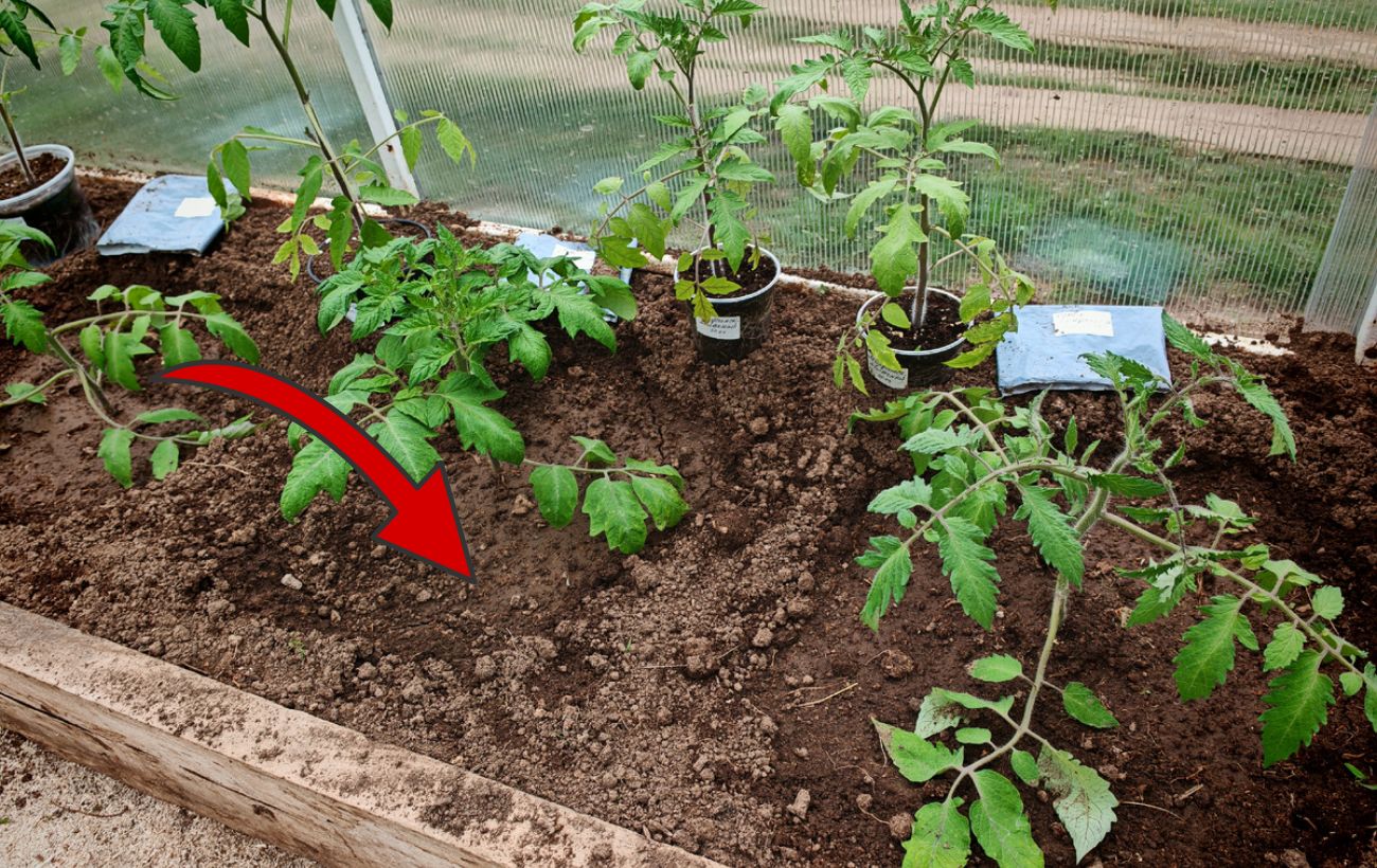 Як відновити ґрунт після вирощування томатів