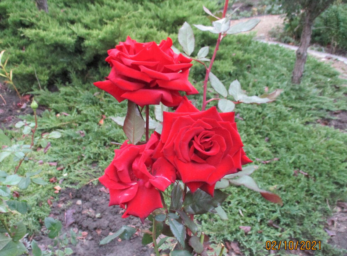 Садівники назвали основні правила оприскування троянд під зиму