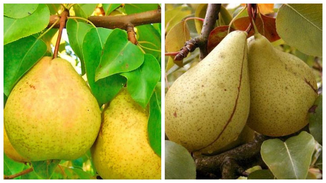 Садівники розповіли про терміни збирання врожаю груш різних сортів